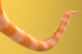 Thumbnail for version as of 18:00, 24 April 2022